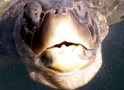Sea Turtle beeing raised at the Boatswain Bay Turtle Farm... by Andrew Kubica 
